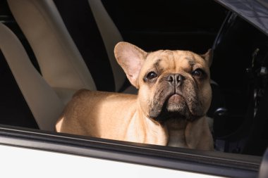 Arabadaki sevimli Fransız bulldog 'u, dışarıdan görünüyor.