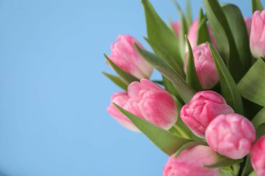 Açık mavi arka planda güzel laleler, yakın plan. Metin için boşluk