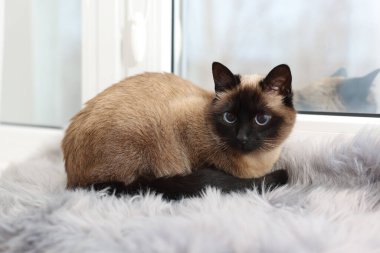 Evdeki pencere pervazında sevimli Tayland kedisi