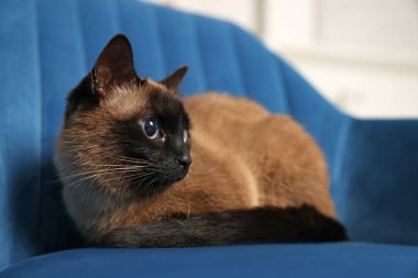 Adorable Thai cat resting on soft armchair at home