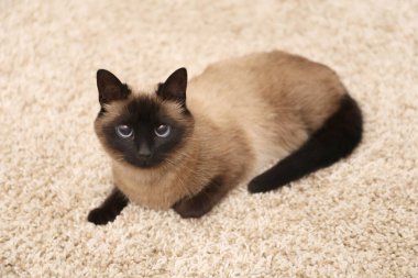 Evdeki bej halıdaki sevimli Tayland kedisi