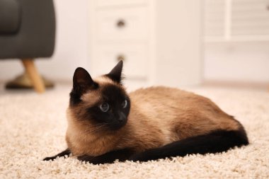Evdeki bej halıda yatan sevimli Tayland kedisi.