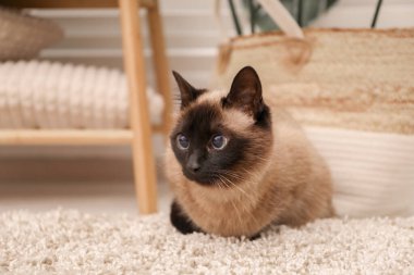 Evdeki bej halıdaki sevimli Tayland kedisi
