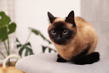 Sevimli Tayland kedisi evde dinleniyor, mesaj için yer var.