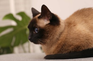 Tapılası Tayland kedisi evde gri kumaşın üzerinde dinleniyor, yakın plan.