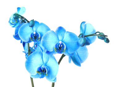 Güzel mavi orkide çiçeği beyaza izole edilmiş.