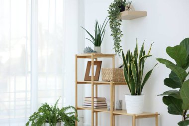 Farklı ev bitkileri ve dekorları olan raf ünitesi.