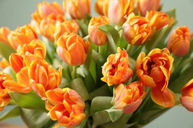 Açık yeşil arka planda güzel laleler, yakın plan.