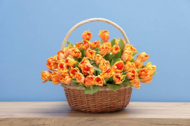 Hasır sepetteki güzel laleler ahşap masada mavi arka planda