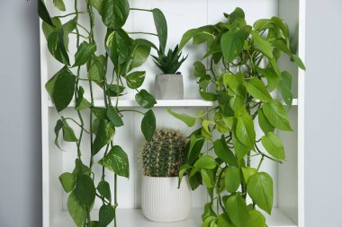 Gri duvarın yanında ev bitkileri olan raf ünitesi