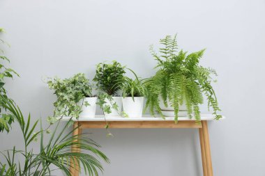 Açık gri duvarın yanındaki masada yeşil saksıda saksılar var.