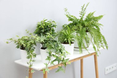 Açık gri duvarın yanındaki masada yeşil saksıda saksılar var.