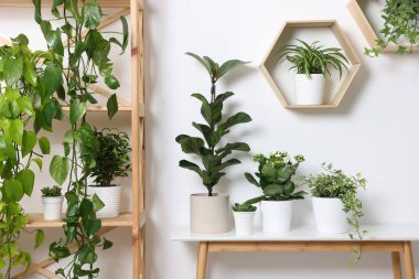 Yeşil saksılı ev bitkileri ve beyaz duvarın yanındaki mobilyalar.