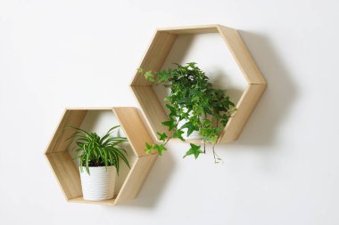 Beyaz duvarda yeşil saksı bitkileri olan ahşap raflar.