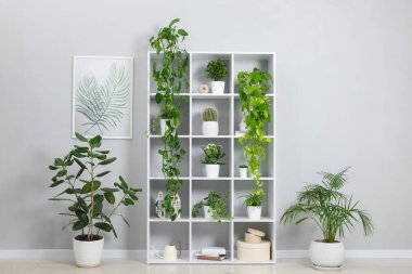 Açık gri duvarın yakınındaki raflarda yeşil saksı bitkileri ve dekor var.