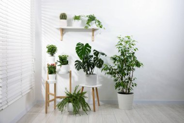 Evdeki pencerenin yanındaki yeşil saksıda saksılar