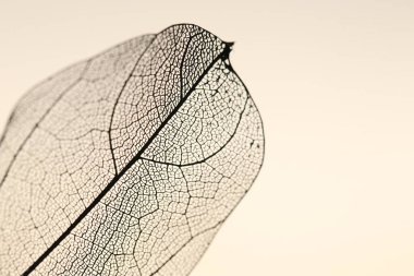 Bej arka planda güzel bir iskelet yaprağı, makro manzara. Metin için boşluk