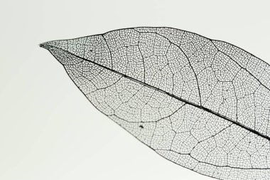 Açık gri arkaplanda güzel bir iskelet yaprağı, makro görünüm.