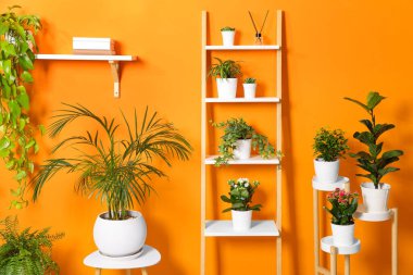 Turuncu duvarın yanında farklı güzel bitkiler var.