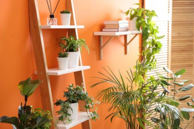 Turuncu duvarın yanında farklı güzel bitkiler var.