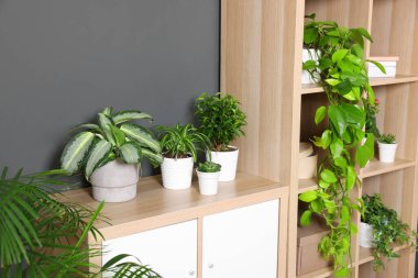 Gri duvarın yanındaki raf ünitesinde bir sürü güzel ev bitkisi var.