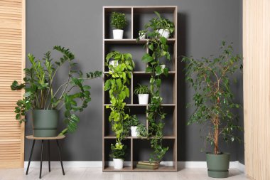 Gri duvarın yanındaki raf ünitesinde bir sürü güzel ev bitkisi var.