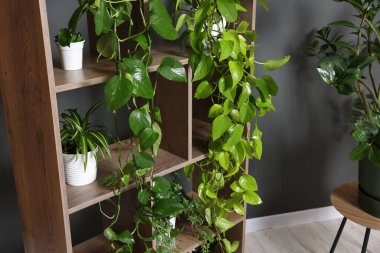 Gri duvarın yanındaki raf ünitesinde bir sürü güzel ev bitkisi var.