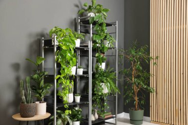 Gri duvarın yanındaki raf ünitesinde bir sürü güzel ev bitkisi var.