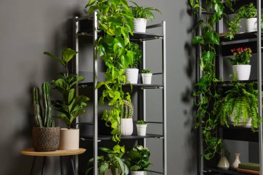 Gri duvarın yanındaki raf ünitesinde bir sürü güzel ev bitkisi var.