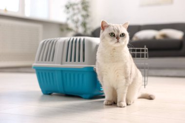 Şirin kedi ve evcil hayvan taşıyıcısı.