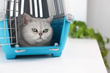 Evcil hayvan taşıyıcısının içinde sevimli bir kedi, kapalı bir pencere kenarında, yakın plan. Metin için boşluk