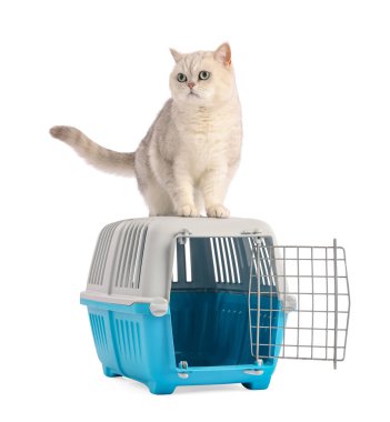 Sevimli kedi ve evcil hayvan taşıyıcısı beyaz üzerinde izole edilmiş.