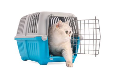 Evcil hayvan taşıyıcısındaki şirin kedi beyazda izole edilmiş.