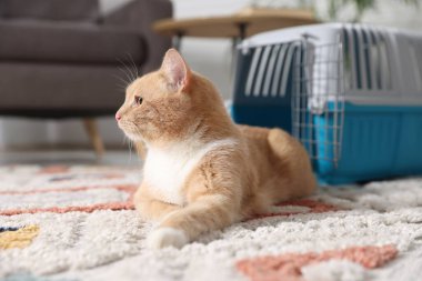 Şirin kedi ve hayvan taşıyıcısı evde yerde.