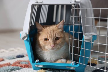 Evdeki evcil hayvan taşıyıcısında şirin bir kedi, yakın plan.