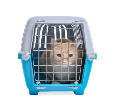 Kapalı evcil hayvan taşıyıcısındaki şirin kedi beyazda izole edilmiş.