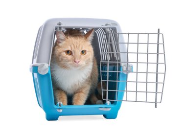 Açık evcil hayvan taşıyıcısındaki şirin kedi beyazda izole edilmiş.