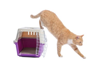 Sevimli kedi ve evcil hayvan taşıyıcısı beyaz üzerinde izole edilmiş.