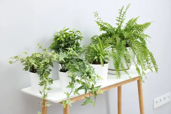 Açık gri duvarın yanındaki masada yeşil saksıda saksılar var.