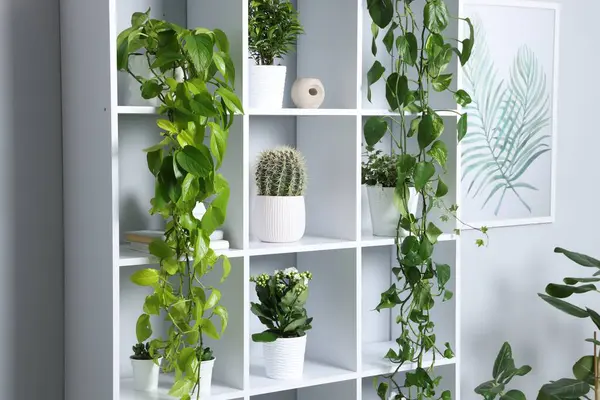Açık gri duvarın yakınındaki raflarda yeşil saksıda saksılar var.