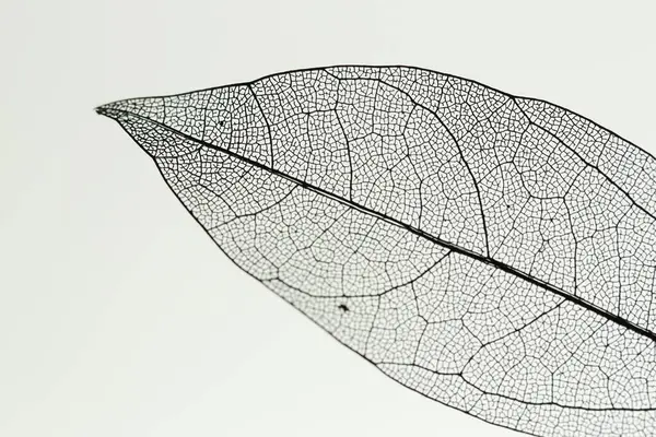 Açık gri arkaplanda güzel bir iskelet yaprağı, makro görünüm.