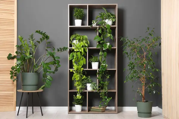 Gri duvarın yanındaki raf ünitesinde bir sürü güzel ev bitkisi var.