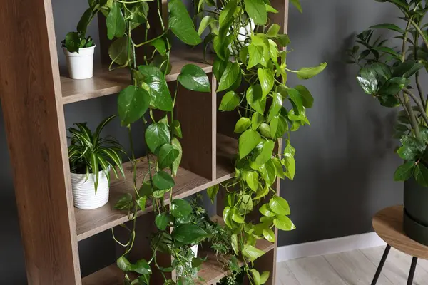 Gri duvarın yanındaki raf ünitesinde bir sürü güzel ev bitkisi var.