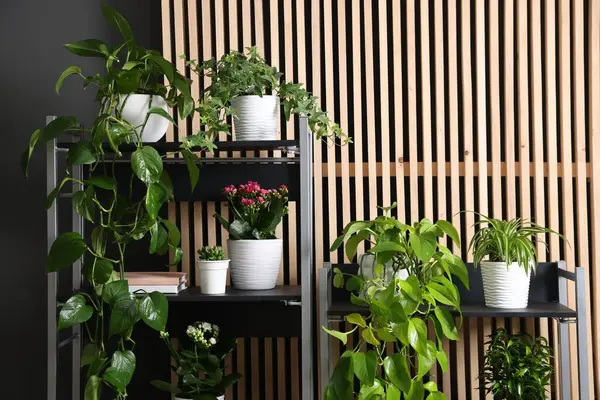 Gri duvarın yanındaki raf ünitesinde bir sürü güzel ev bitkisi var.
