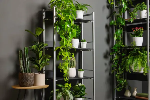 Gri duvarın yanındaki raf ünitesinde bir sürü güzel ev bitkisi var.