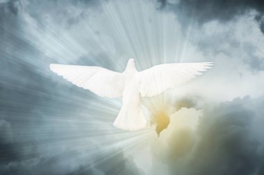 Güneşin altında uçan güzel beyaz güvercin