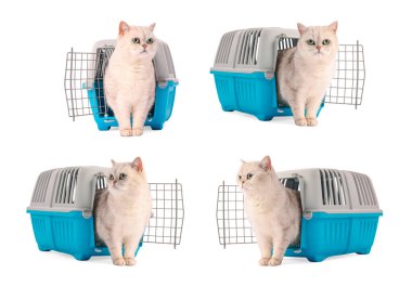 Beyaz arka planda sevimli kedi ve hayvan taşıyıcısı, kolaj