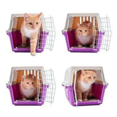 Beyaz arka planda evcil hayvan taşıyan sevimli kızıl kedi, kolaj