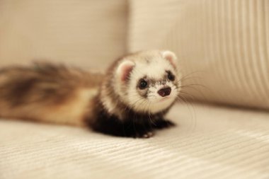 Kanepede yatan sevimli gelincik. Evcil hayvan