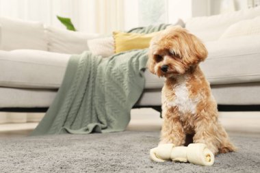 Evde halıda kemikleri çiğnenmiş şirin bir köpek, mesaj için de yer var.